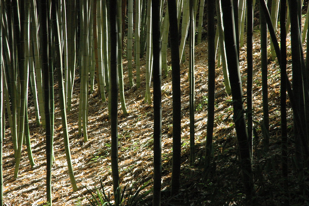 Hakone Gardens, Saratoga