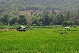 Countryside: Chiangmai / Chaingrai, Thailand