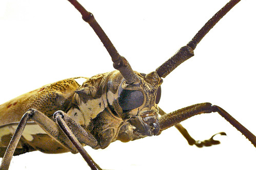 Raynox Insect Insect macro - With Raynox DCR250 | #1042 | Hafiz Issadeen | Flickr