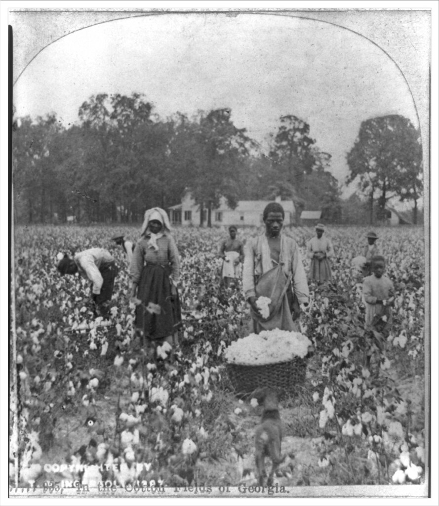 In the cotton fields of Georgia c. 1897 | In the cotton fiel… | Flickr