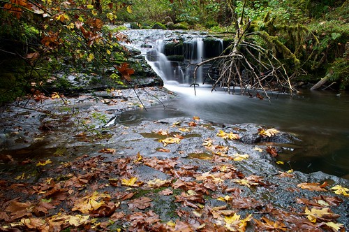 trees nature water oregon creek forest waterfall moss nikon rocks outdoor willamettevalley mcdowellcreek d5000