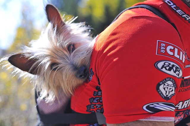 Dog in Bicyclist's Backpack Closeup