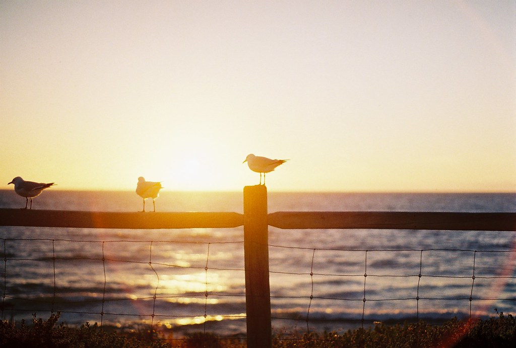 sea gulls., This is a shot taken with my Asahi Pentax SP 10…