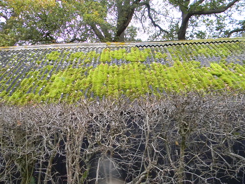 Green roof Edenbridge Town to Westerham