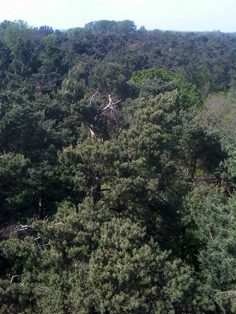 Pinus sylvestris (Scots Pine / Grove den)