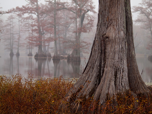 fog arkansas cypresstrees northlittlerock rosenbaumlake