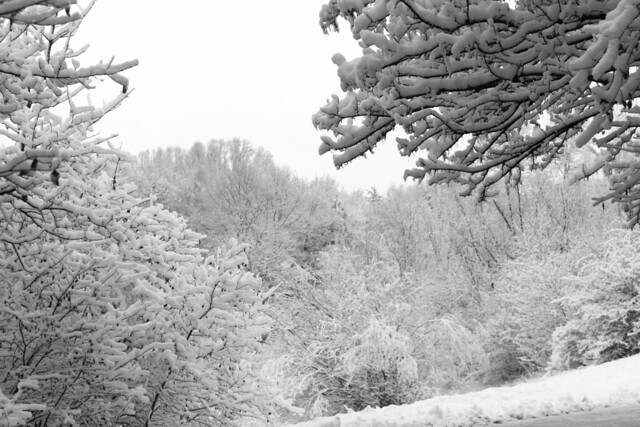 Snow in Irchelpark