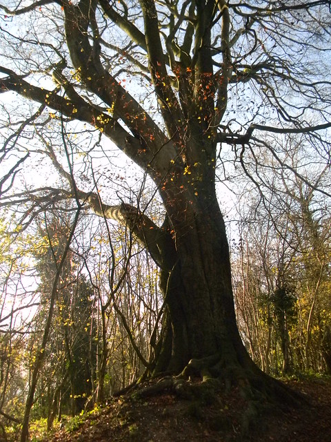 Tree Merstham to Tadworth