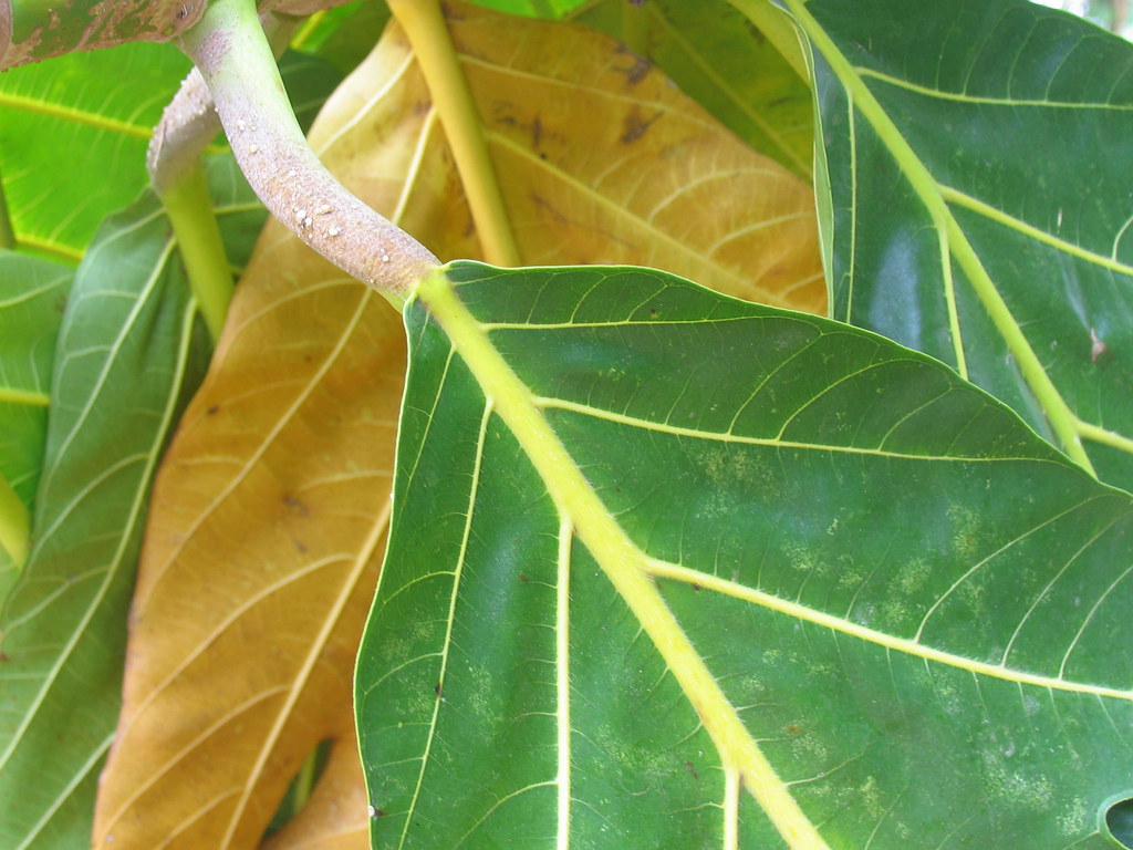 Breadfruit Tree Leaves