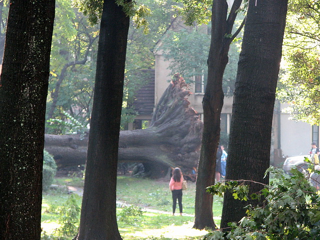 Woman Looking At Fallen Tree (IMG_9596a)