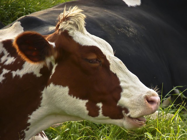 Koeien lijden nu ook onder Crisis