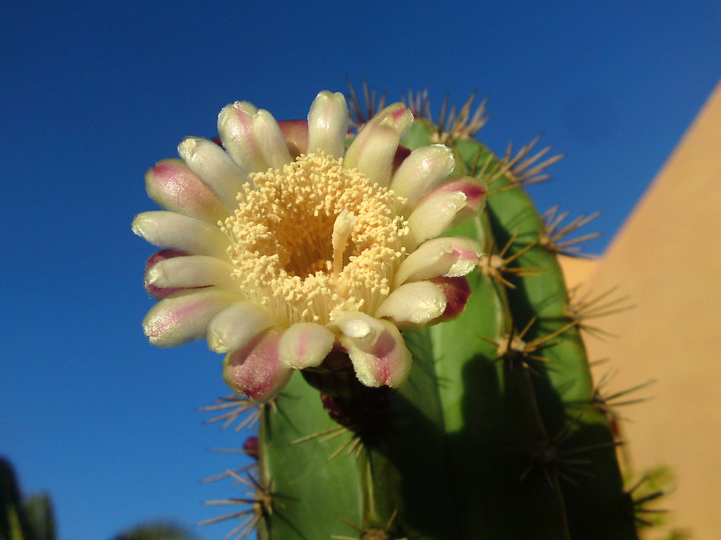 flower / Fuerteventura Spain
