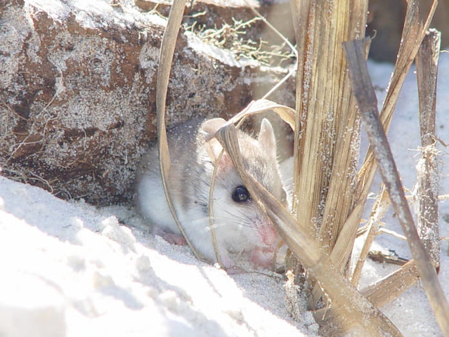 Are beach mouse endangered?