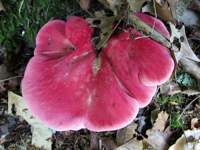Pink Beefsteak Fungus