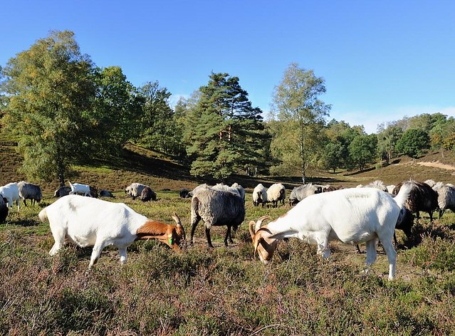 8822 Die Schafe und Ziegen halten die Heidelandschaft kurz und fressen nachwachsende Kiefern und Birken in der Fischbeker Heide.
