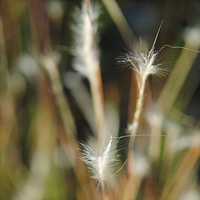 Feathery grass glistens in the early morning sun