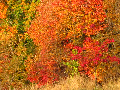 More Neighborhood Color - 2 by ghost_of_artaud, Amazing what effect a sunrise can have on Fall colors...county maryland 2010 gaithersburg montgomery