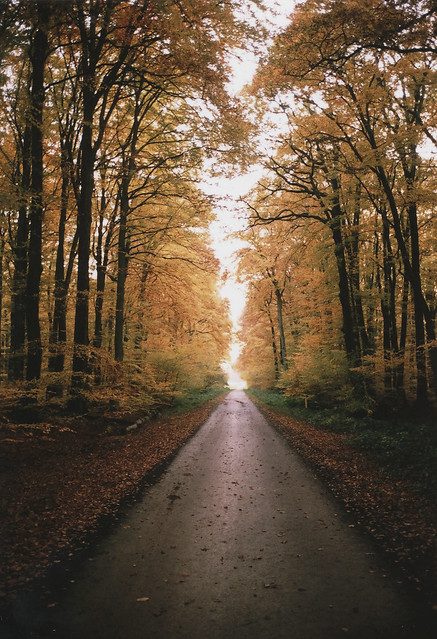 Autumn Bike Path