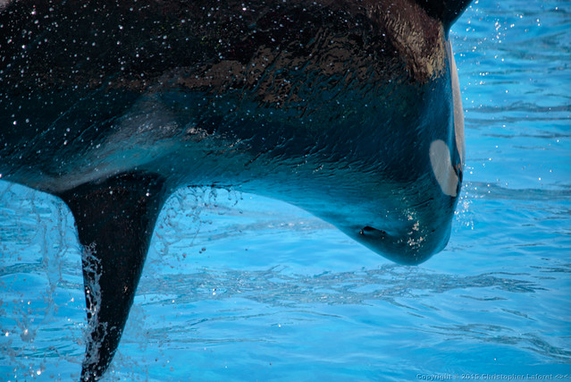 Sea World Orcas #17 (