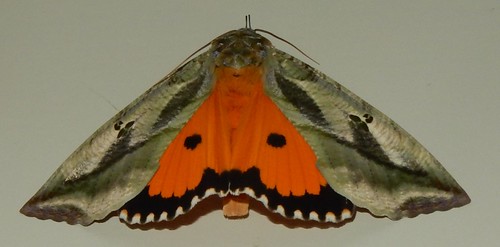 tamilnadu india dindigul moth insect eudocimamaterna erebidae