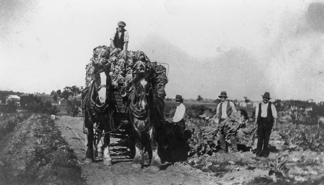 Loading cauliflowers, Mount Waverley, 1925-26