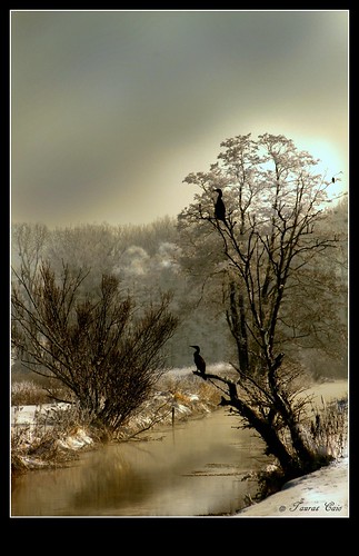 kormoran glonn winter schnee bayern wasser bach fluss