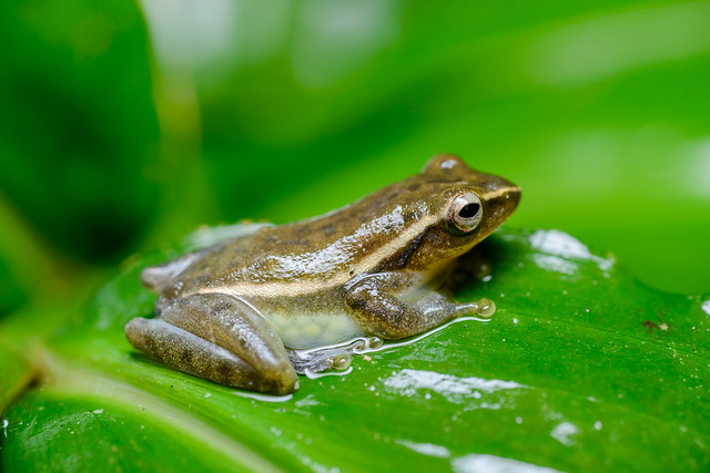 Chiromantis vittatus, Burmese bush frog (in situ) - Kaeng Krachan National Park