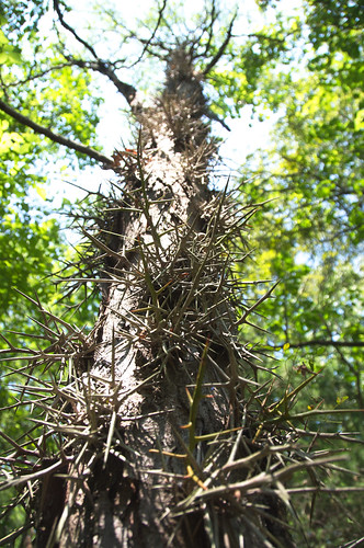 trees hiking trails hike thorns spikes rockbridgestatepark protrusions afsdxvrzoomnikkor18200mmf3556gifed naturalprotection springbrooktrail