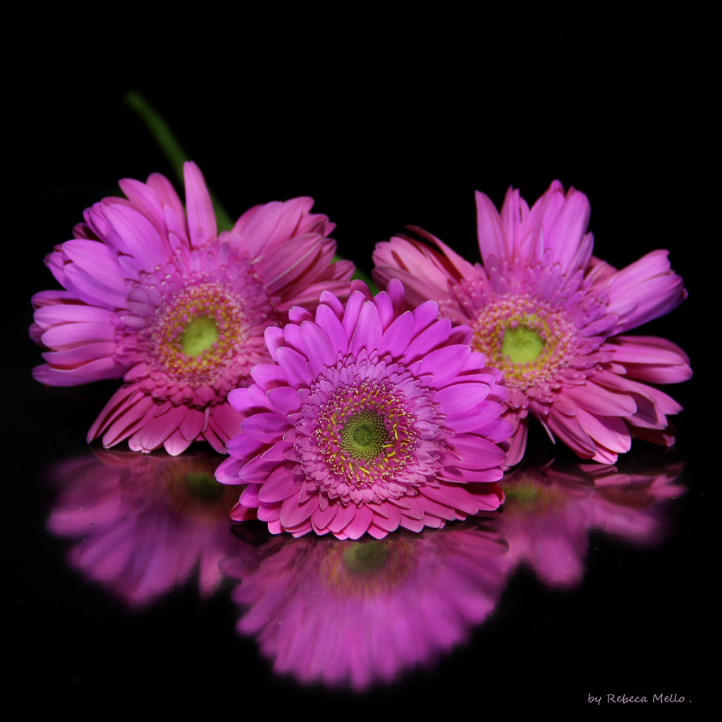 Three flowers ... by Rebeca Mello