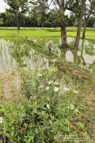 Countryside, Ubon Ratchathani, Thailand by Nobythai, Countryside, Ubon Ratchathani, Thailandflowers mountain elephant nature forest sunrise river landsca