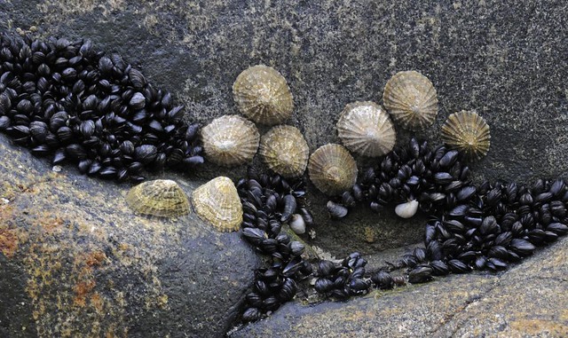 Limpets & mussels, Balephuil beach, Tiree