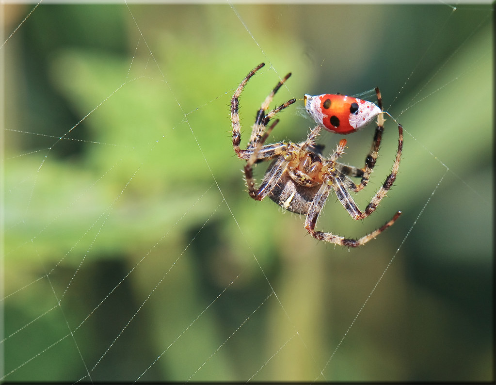 Spider with Prey by mayaplus