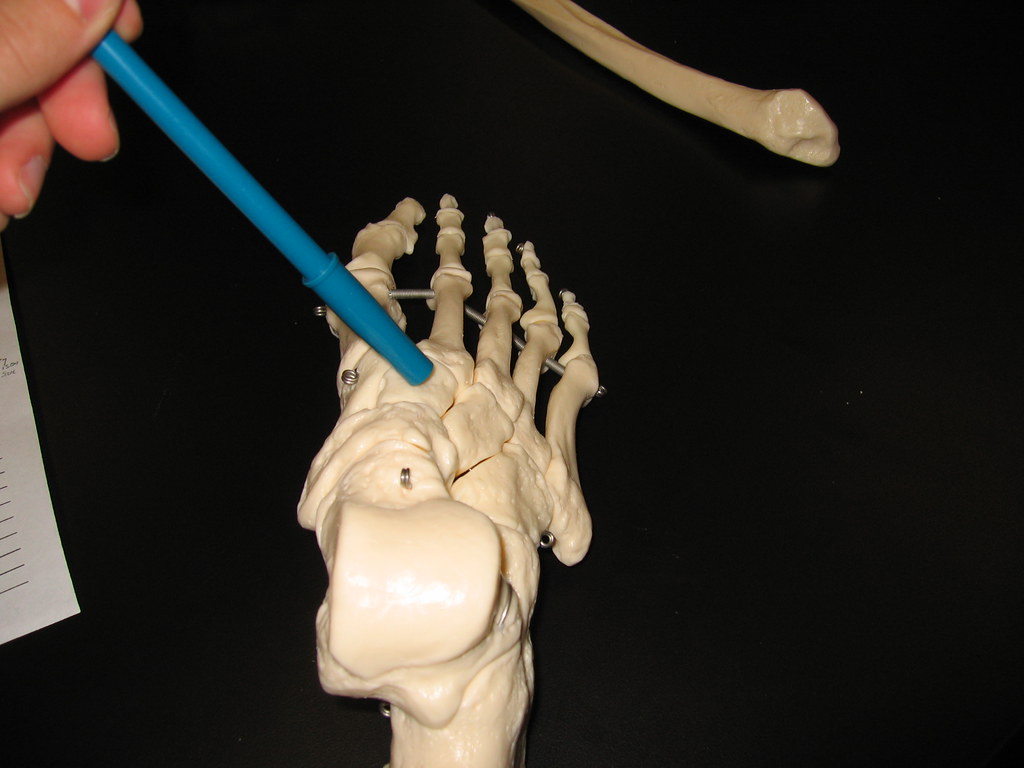 Tarsal Bones | anatomylabiii | Flickr