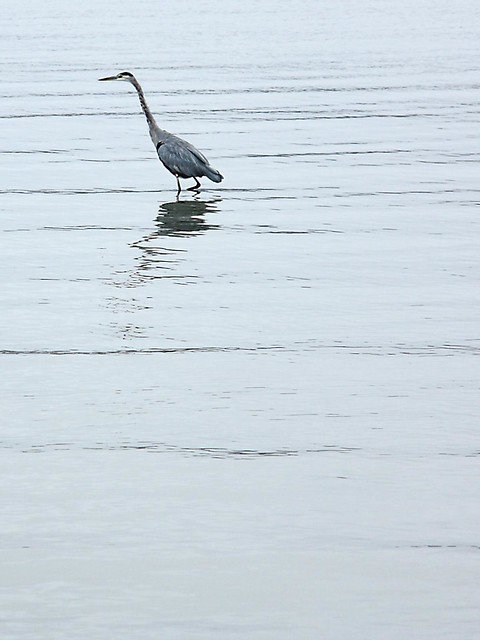 Heron in the Bay