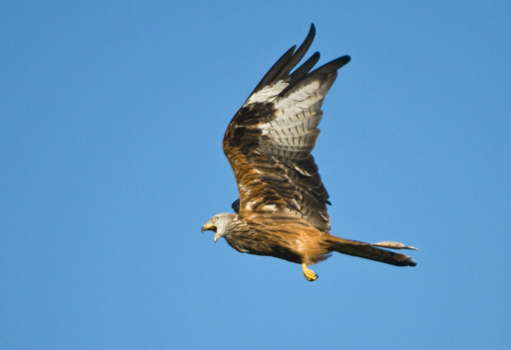 Red Kite (Milvus milvus) Calling in Flight, Llanddeusant, Llangadog, South Wales
