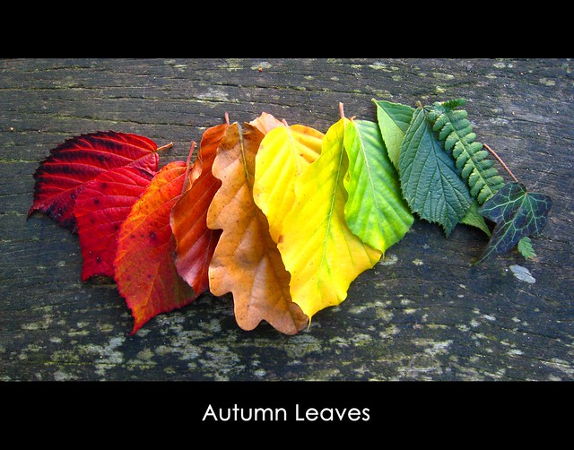 Autumn Leaves [me speechless]