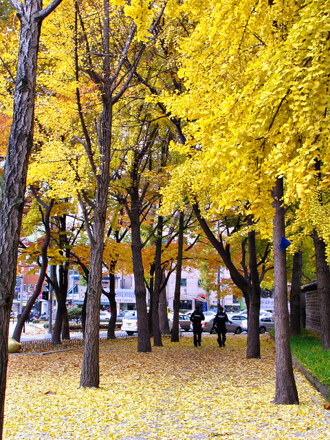 Fall Scenery-Seoul-South Korea