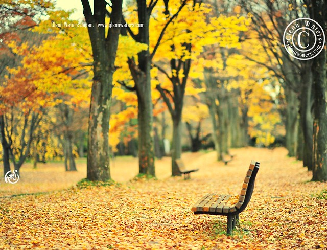 Autumn Bench. © Glenn E Waters. Hirosaki castle Park Japan.  Over 8,000 visits to this photo.