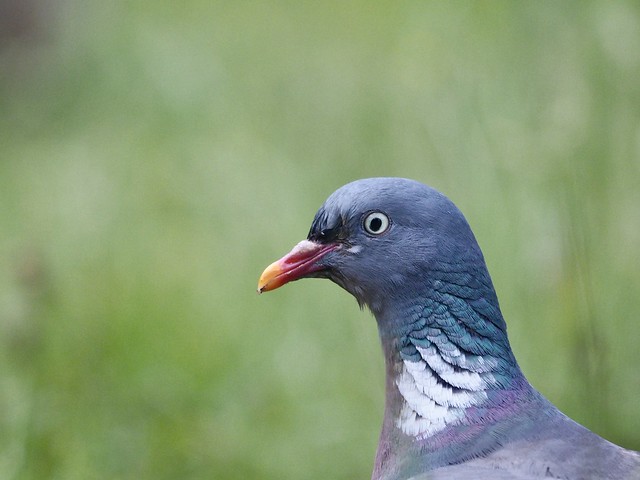 portrait d'un pigeon ramier
