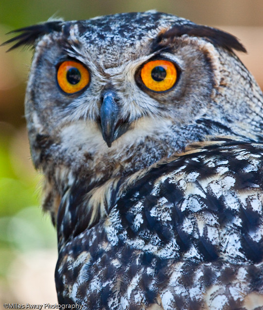 Eurasian Eagle Owl - Intensity