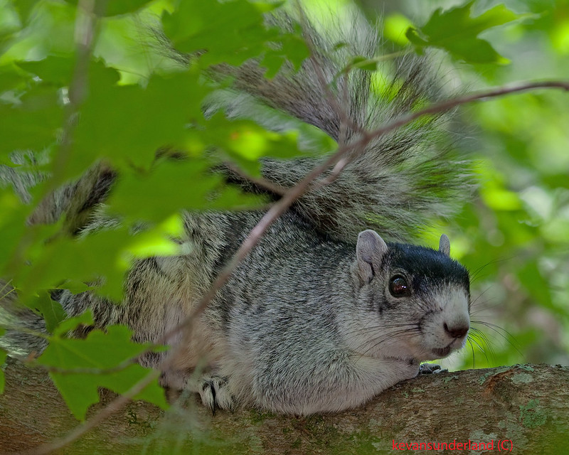 Southern Fox Squirrel Hiding In Tree