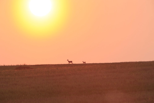 sunset montana doe deer fawn