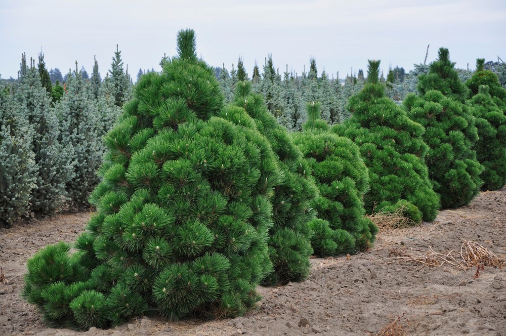 Pinus thunbergii 'Thunderhead' (6) .