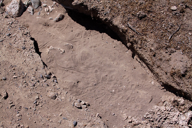 Washoe Co, NV. Lizard Tracks in Sand