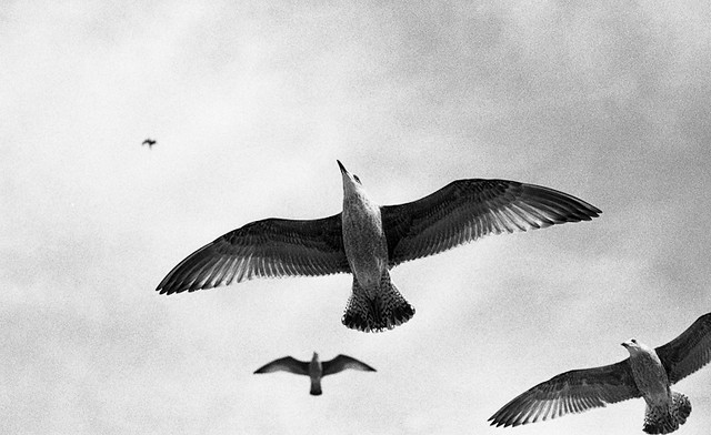 soaring gulls