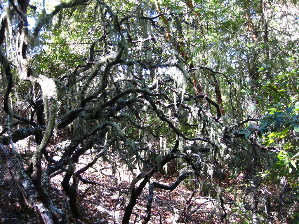 Big Basin/Berry Creek Falls
