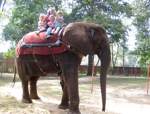 Elephant Rides Renaissance Fair PA Renaissance Faire - Elephant | Veronika's memories of the… | Flickr