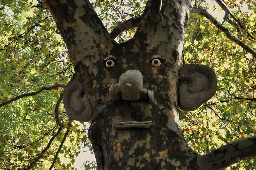 Baumgesicht  // tree face