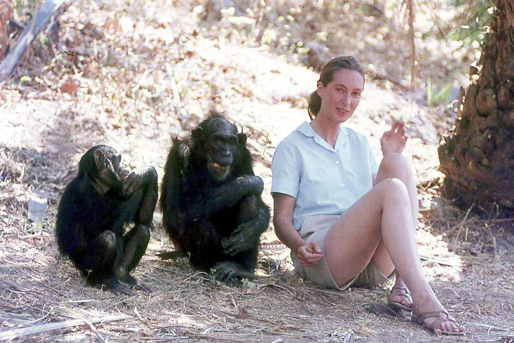 Jane Goodall and two of her favorite chimps - she was posing for husband Hu...
