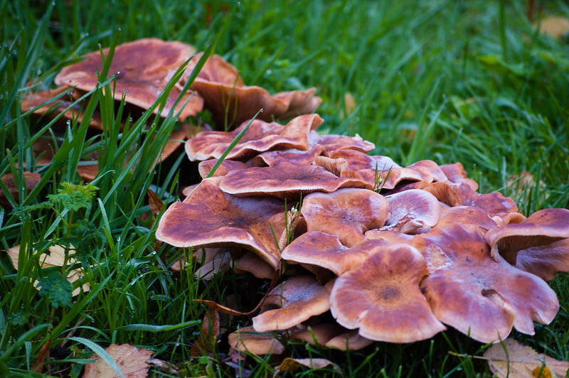 Honey fungus